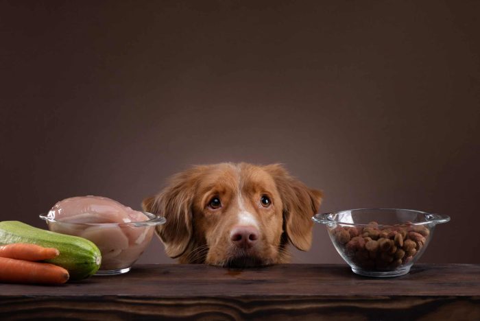 Natural feeding for dogs. Nova Scotia Duck Tolling Retrieverr chooses a meal. Raw food and dry food for pet